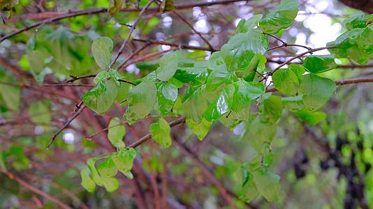 雨后在微风中摇晃的树叶视频的预览图