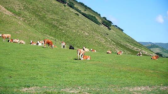山地草原牛儿悠闲吃草视频的预览图