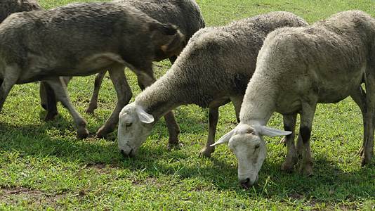 正在吃草的羊群视频的预览图