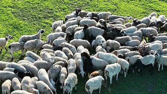 草原上的黑头羊群视频的预览图