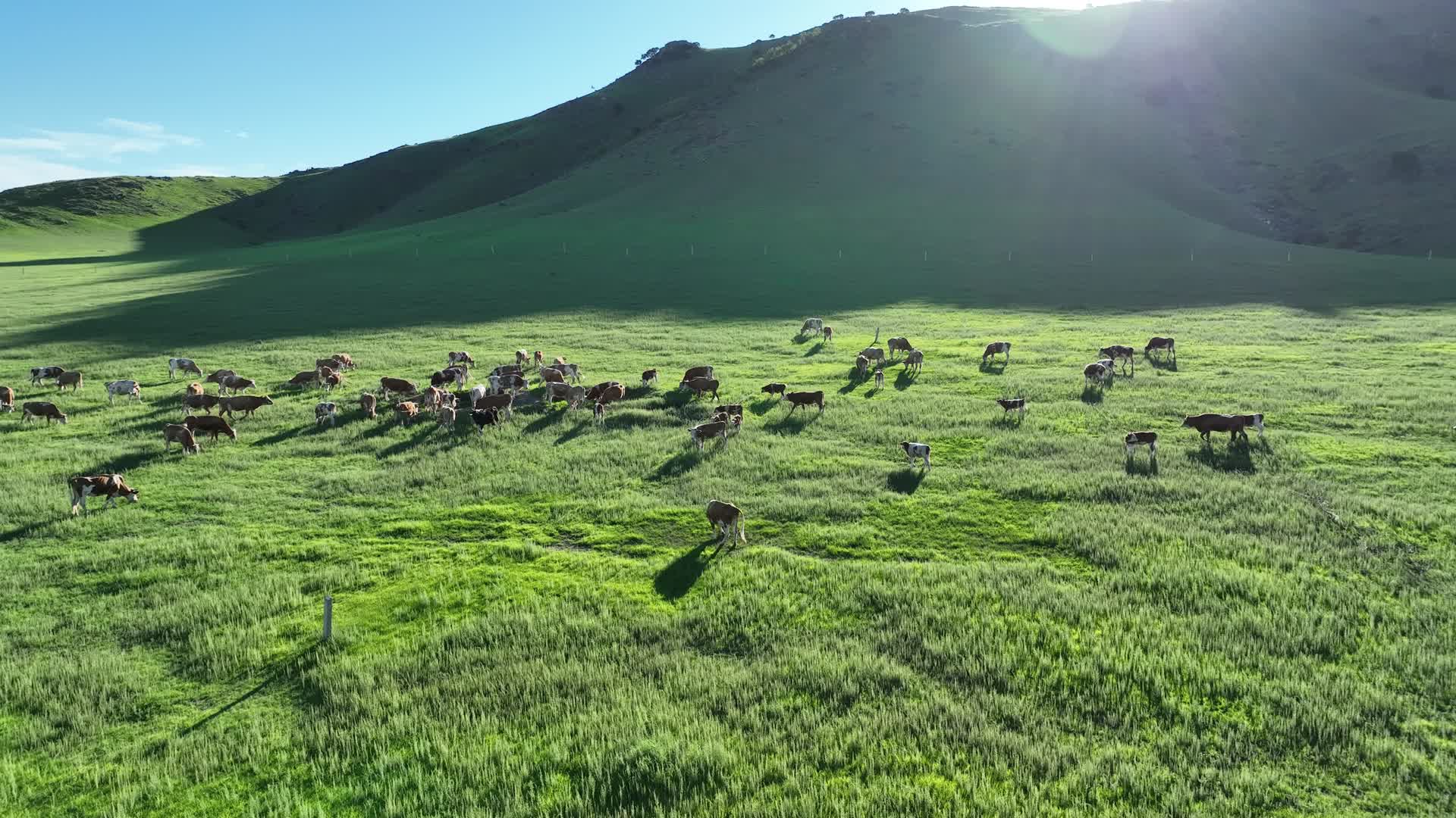 山地草原牧场牛群视频的预览图