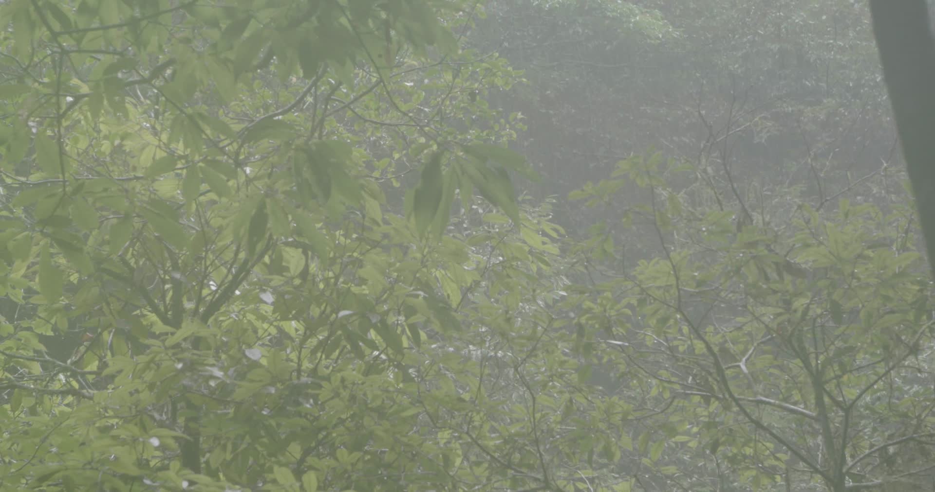 4K浙江温州泰顺县乌岩岭白天雨中山林视频的预览图