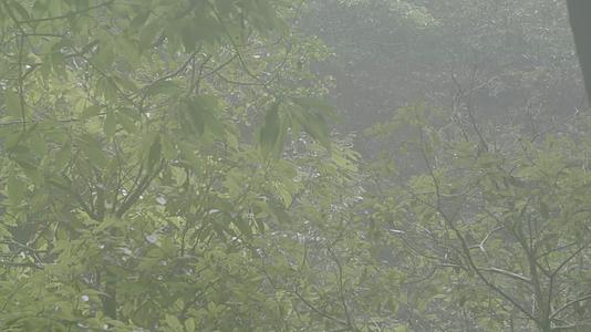 4K浙江温州泰顺县乌岩岭白天雨中山林视频的预览图