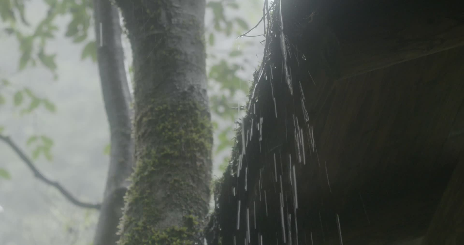 4K浙江温州泰顺县乌岩岭白天雨中山林地砖滴雨特写视频的预览图