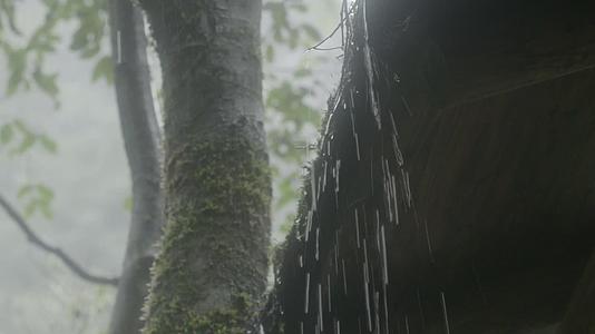 4K浙江温州泰顺县乌岩岭白天雨中山林地砖滴雨特写视频的预览图