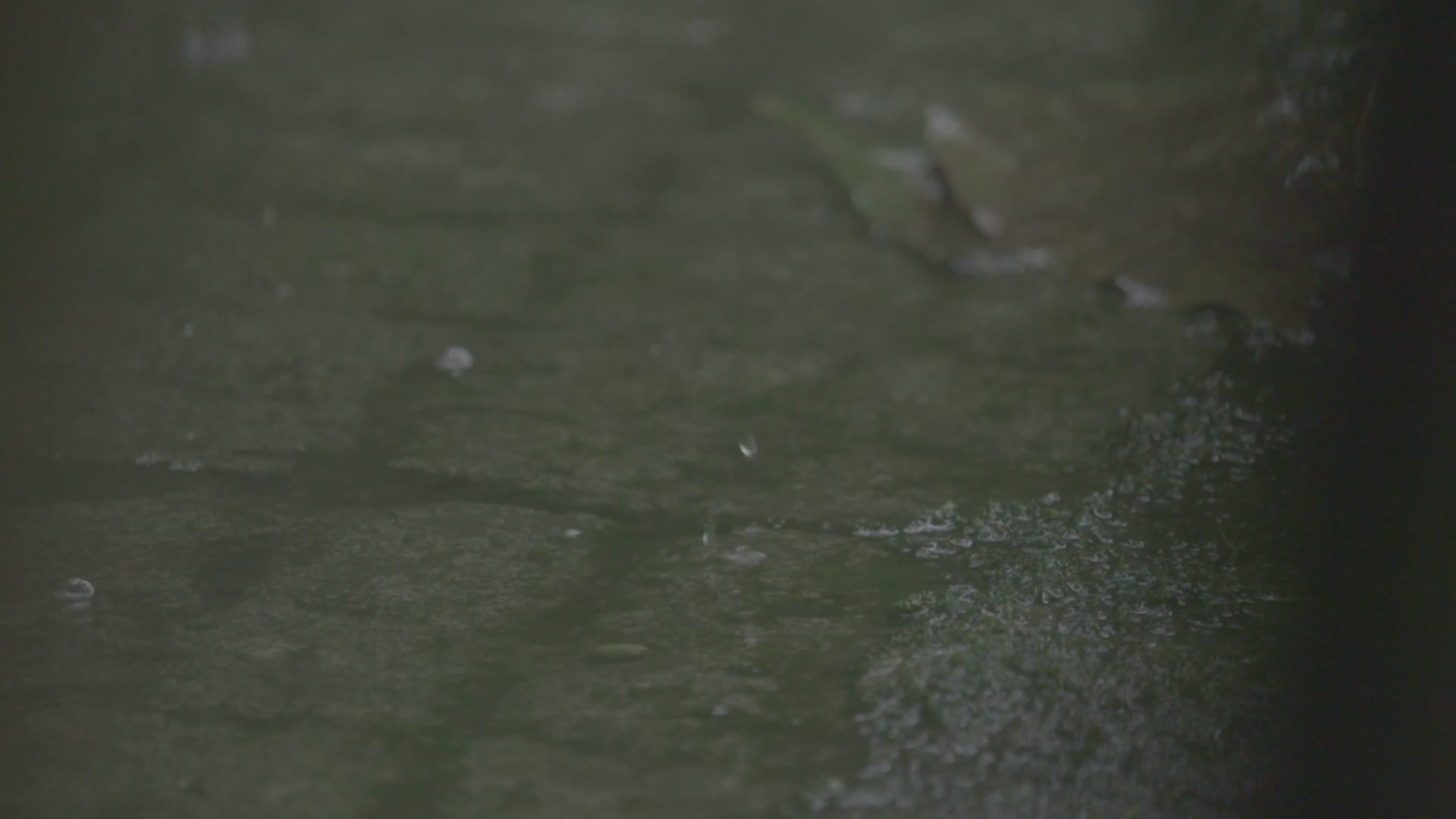 4K浙江温州泰顺县乌岩岭白天雨中山林地面砖石积水雨滴涟漪慢速镜头特写视频的预览图