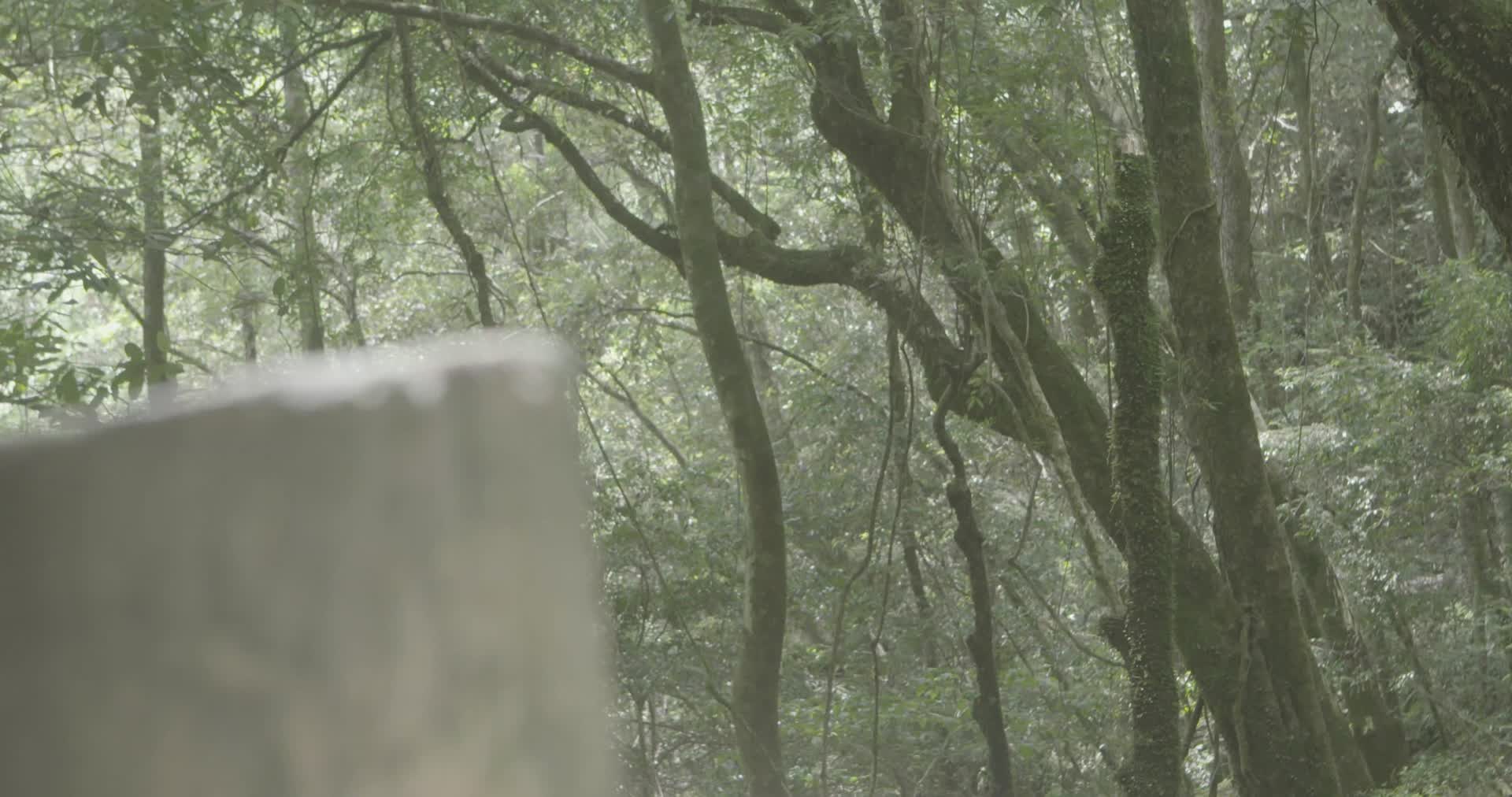 4K浙江温州泰顺县乌岩岭白天山林视频的预览图
