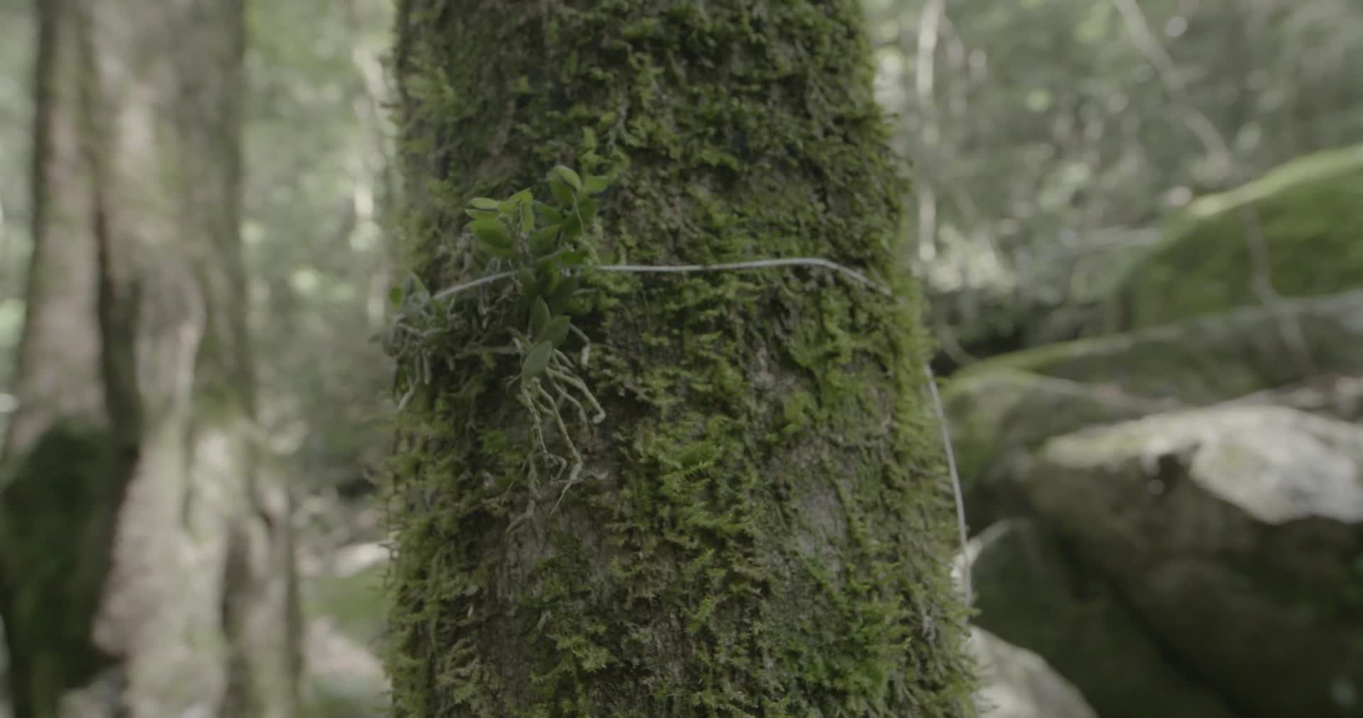 4K浙江温州泰顺县乌岩岭树干上的细绳特写视频的预览图