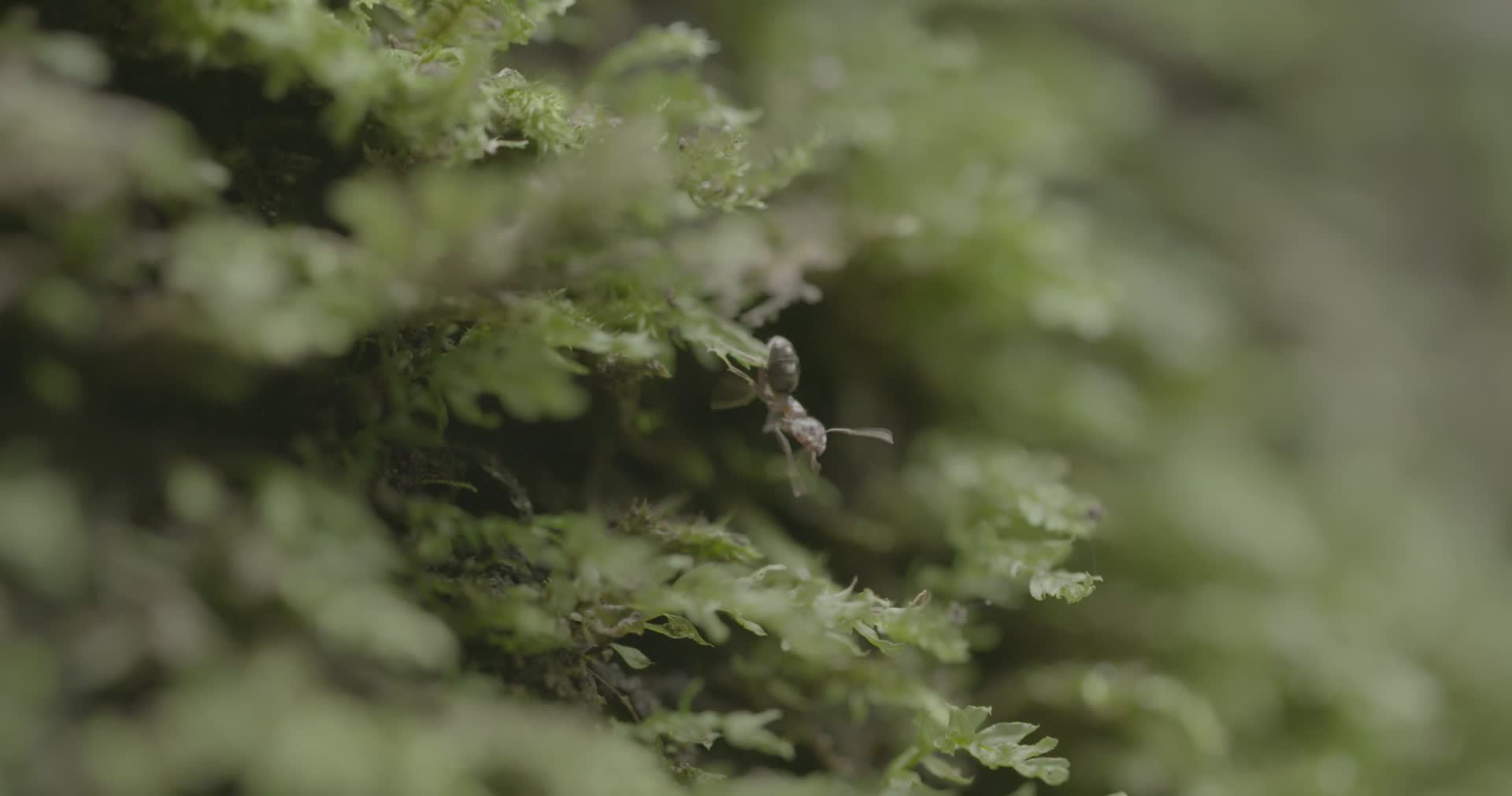 4K浙江温州泰顺县乌岩岭苔藓上的蚂蚁特写视频的预览图