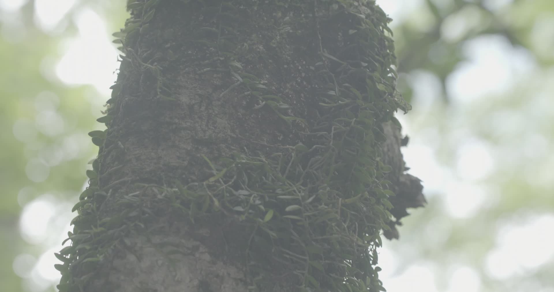 4K浙江温州泰顺县乌岩岭树皮上的藤蔓特写视频的预览图