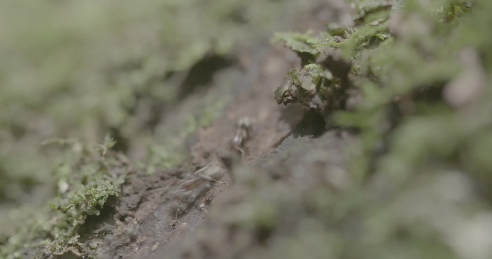 4K浙江温州泰顺县乌岩岭苔藓上的蚂蚁特写视频的预览图