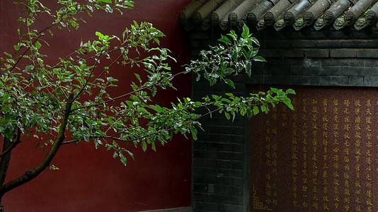 寺庙红墙亭台枝叶雨中视频的预览图