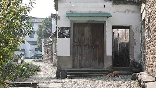 J浙江杭州龙门古镇门前趴着的小狗4K实拍视频视频的预览图