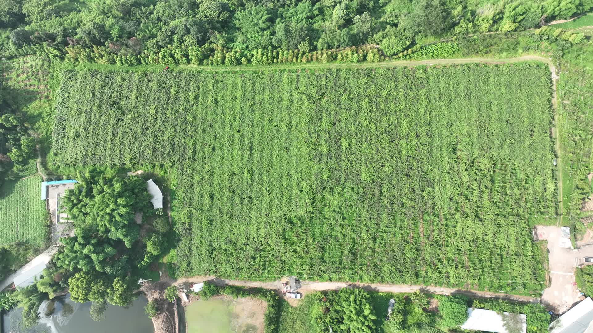 猕猴桃种植基航拍智慧农业视频的预览图