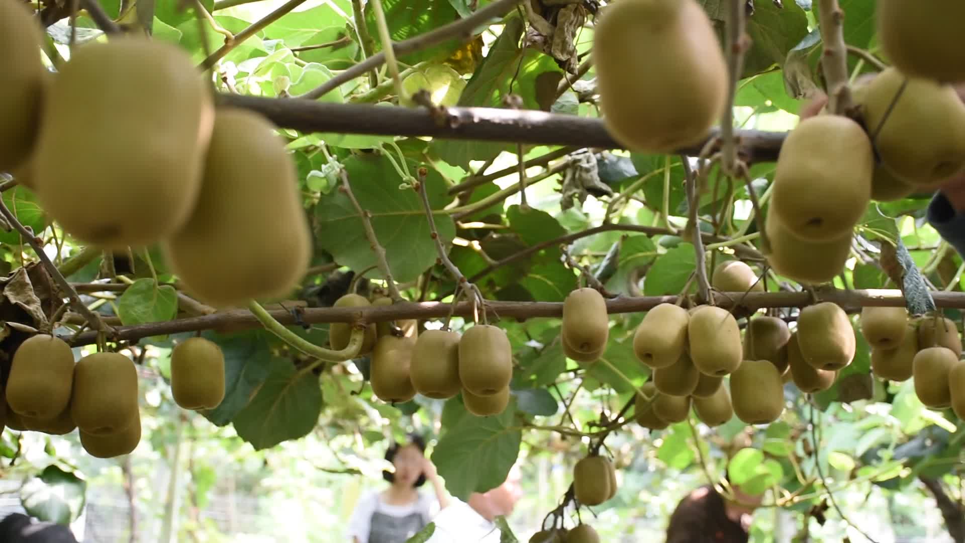 工业农业农业大棚智慧农业猕猴桃基地特写猕猴桃成熟水果视频的预览图