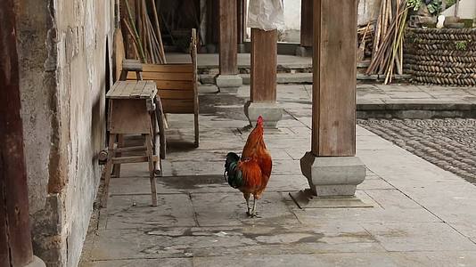 J浙江杭州龙门古镇寺庙的公鸡4K实拍视频1视频的预览图