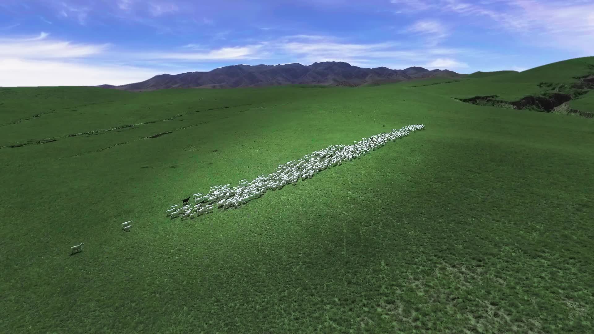 草原羊群航拍视频的预览图