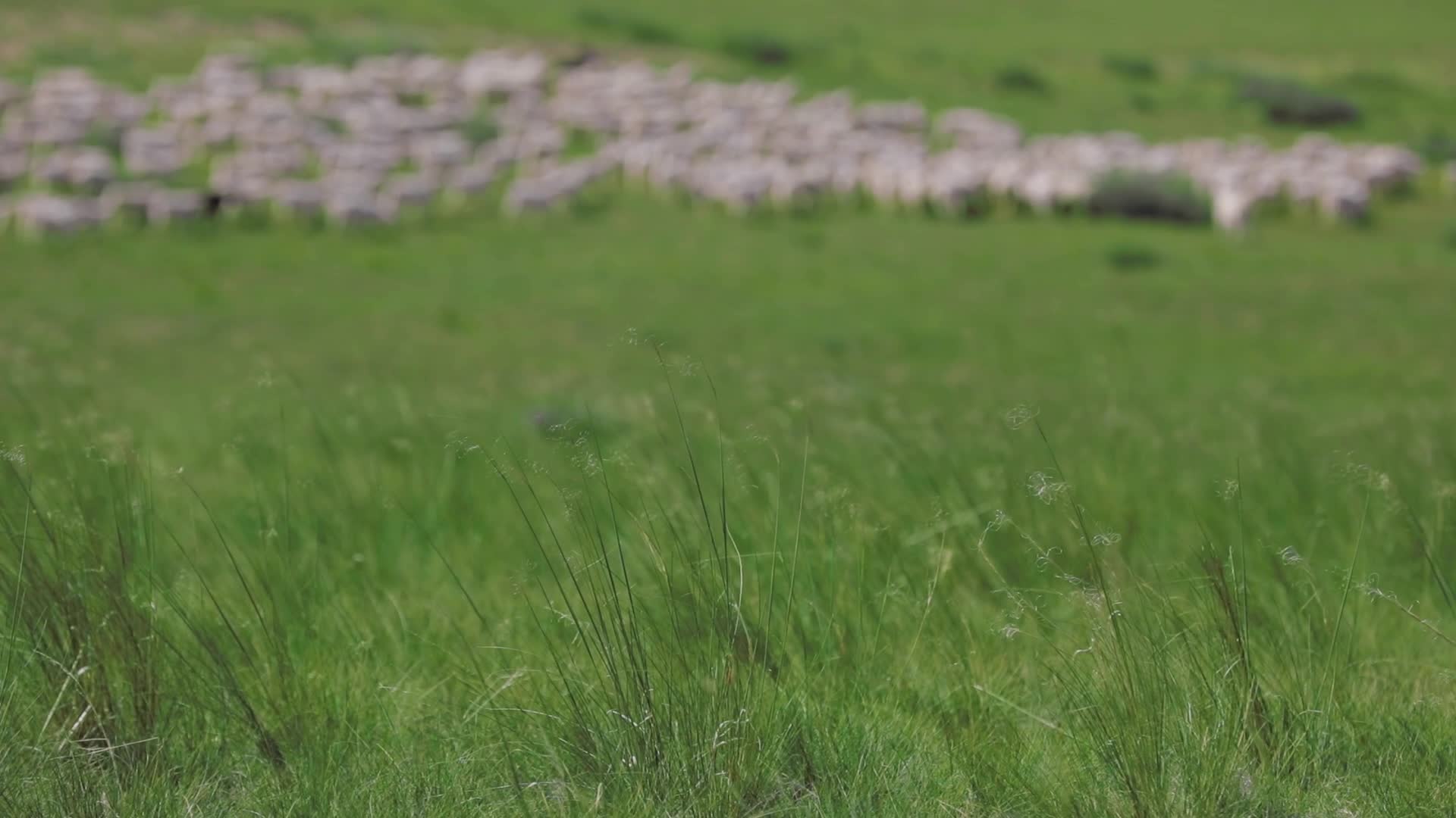 羊群吃草视频的预览图