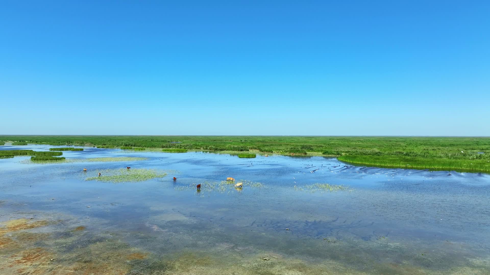 乌梁素海湿地候鸟视频的预览图