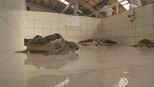 J广东惠州惠东海龟馆绿海龟4K实拍视频3视频的预览图