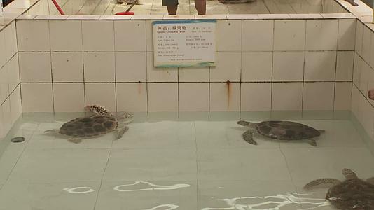 J广东惠州惠东海龟馆绿海龟4K实拍视频1视频的预览图