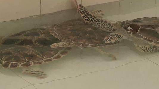 J广东惠州惠东海龟馆绿海龟4K实拍视频2视频的预览图