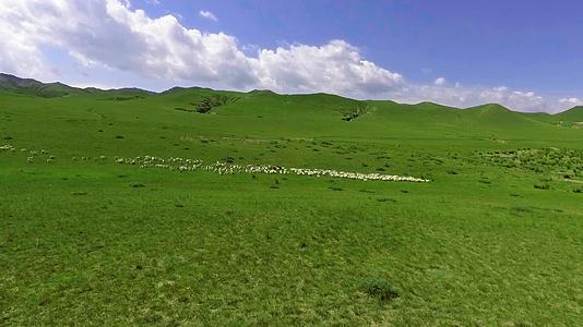 草原上羊吃草奔跑航拍视频的预览图
