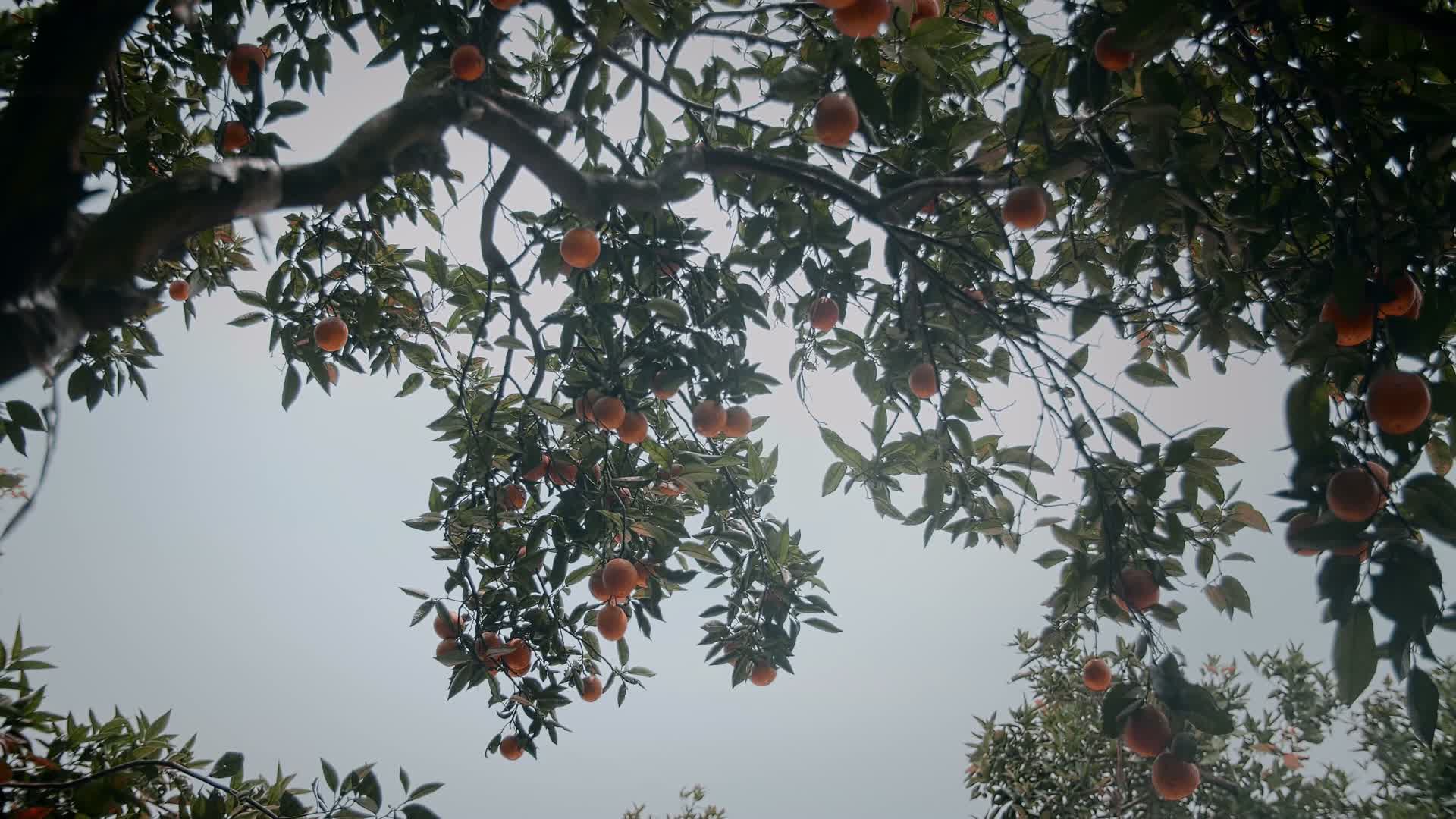 4k柑橘树视频的预览图