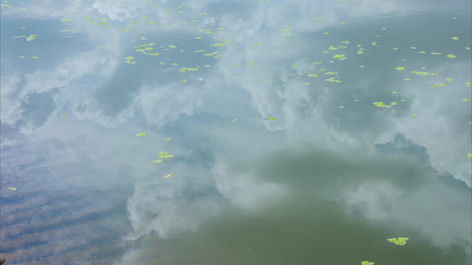 河流湿地水草浑河沈阳视频的预览图