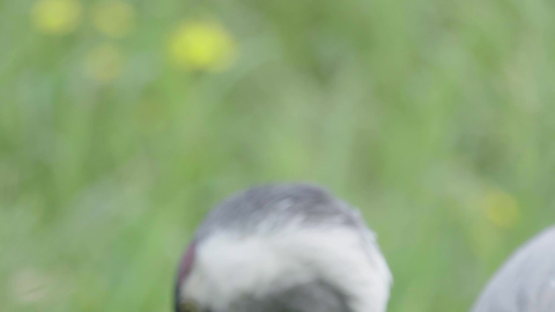 W云南普洱丹顶鹤在土中寻找食物特写视频的预览图
