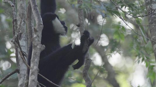 W云南普洱白颊长臂猿扒着树枝吃树叶视频的预览图