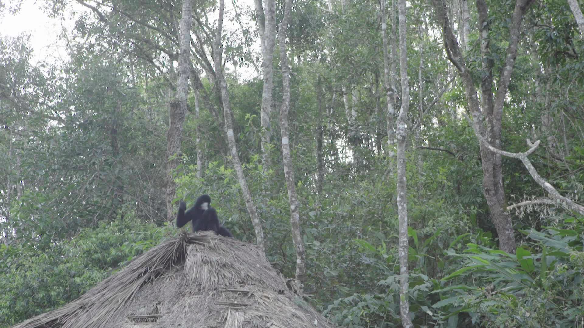 W云南普洱在屋顶的白颊长臂猿远景视频的预览图