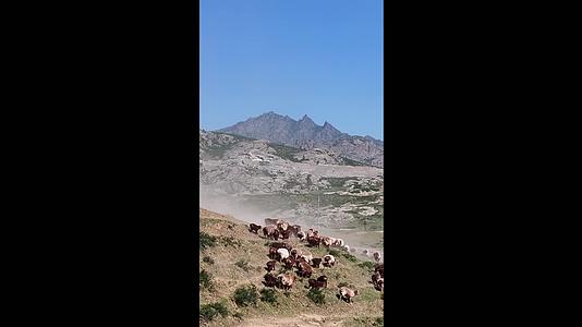 高清竖屏航拍新疆萨尔布拉克羊群合集视频的预览图