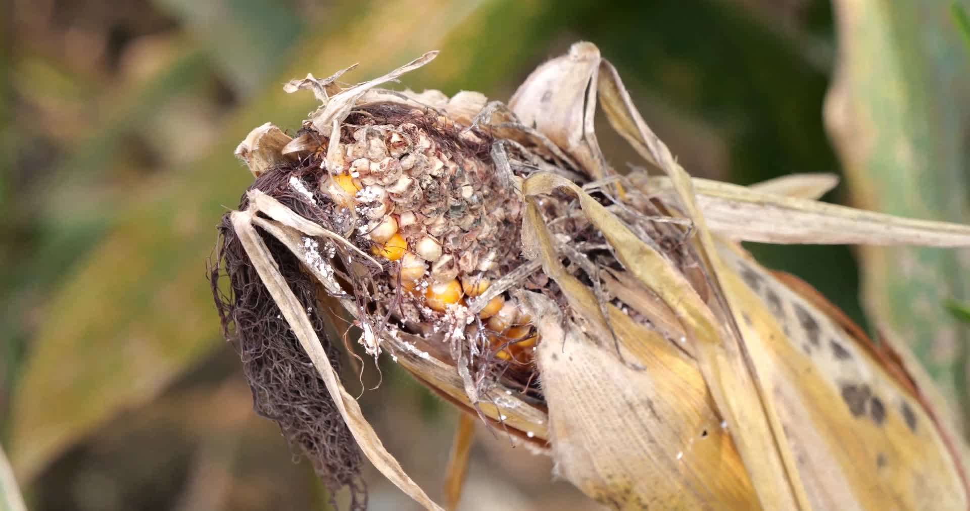 农业玉米病害锈病玉米害虫玉米叶锈病玉米叶视频的预览图