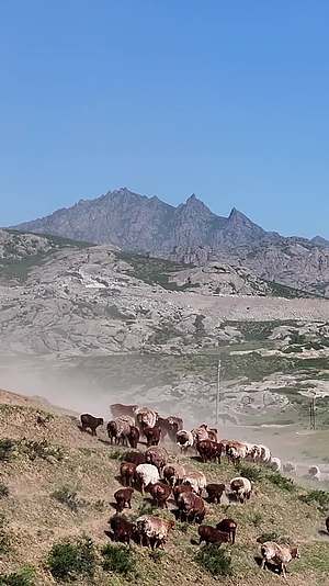 高清竖屏航拍新疆萨尔布拉克牛羊转场合集视频的预览图