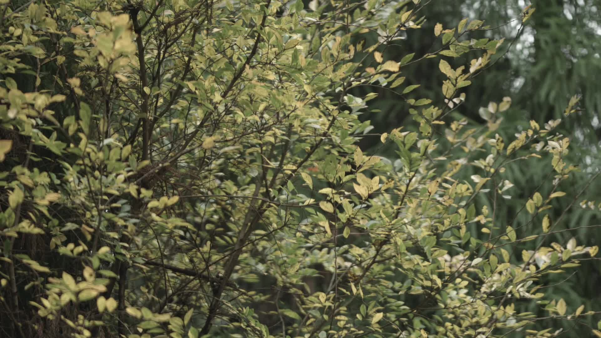 C福建太姥山植被高清实拍视频视频的预览图