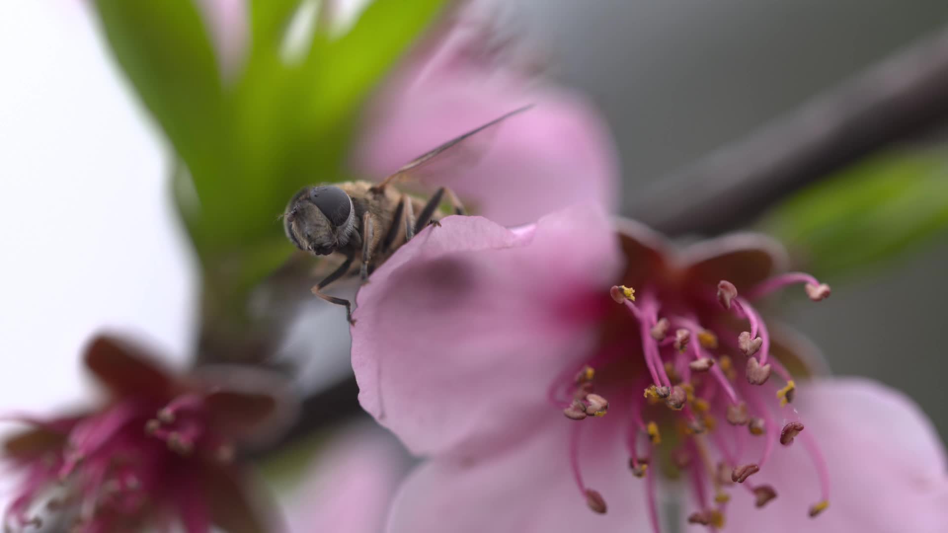 C湖南花恒县蜜蜂采蜜高清特写视频视频的预览图