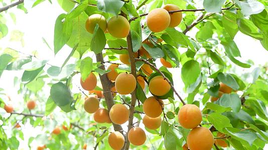 水果采摘黄杏视频的预览图