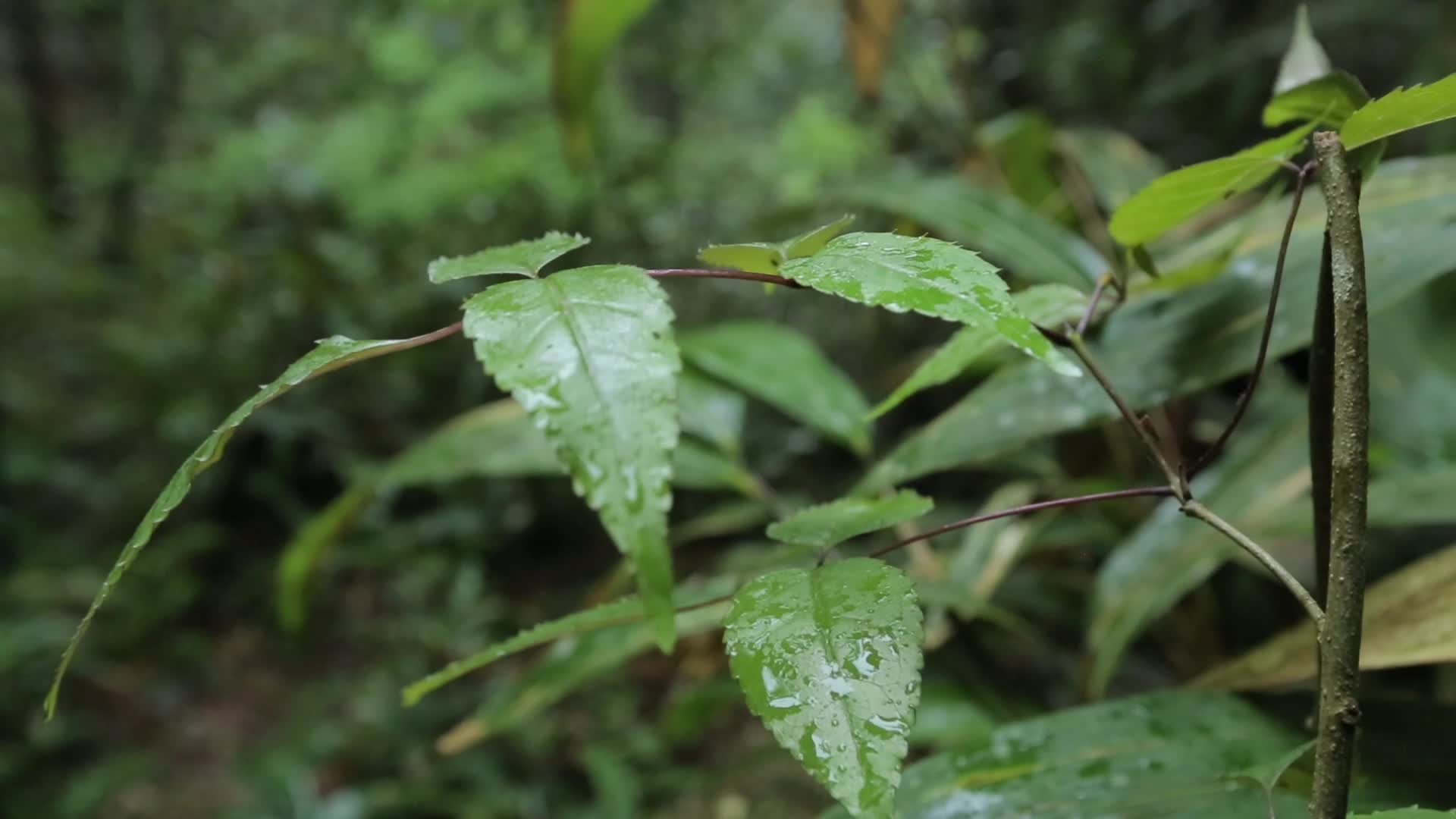 C浙江仙居林中植被高清实拍视频的预览图
