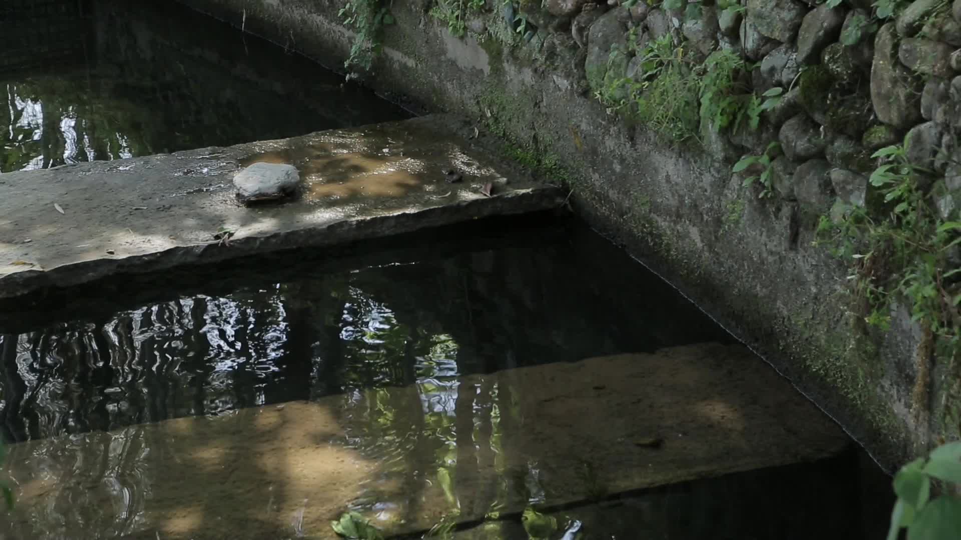 C浙江仙居鱼池高清实拍视频视频的预览图