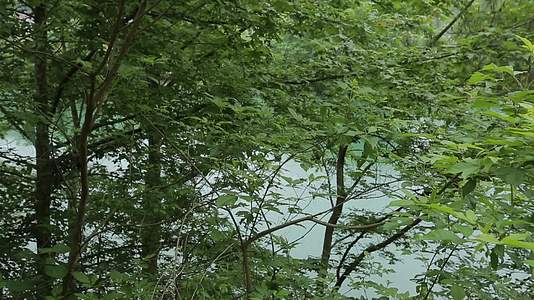 C浙江仙居植被高清是实拍视频的预览图