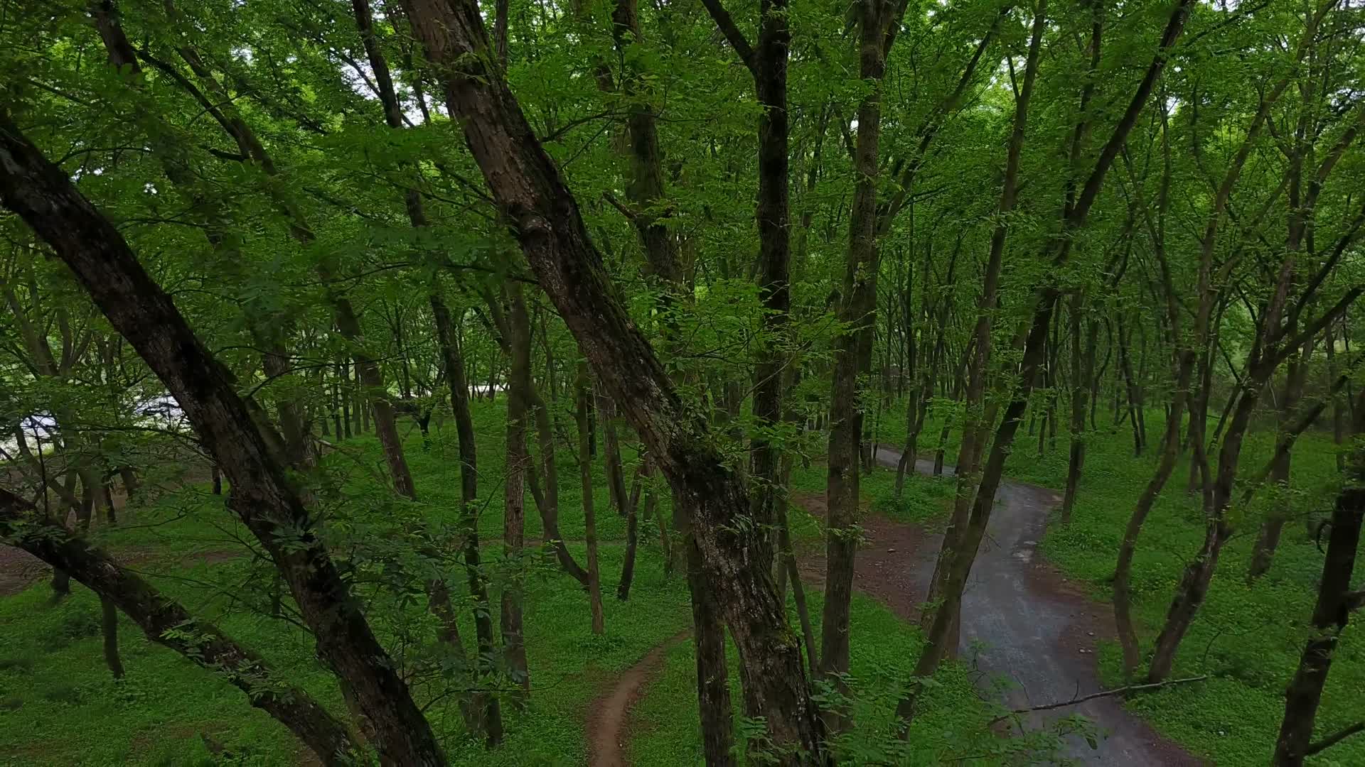 C浙江仙居树林4k航拍视频视频的预览图
