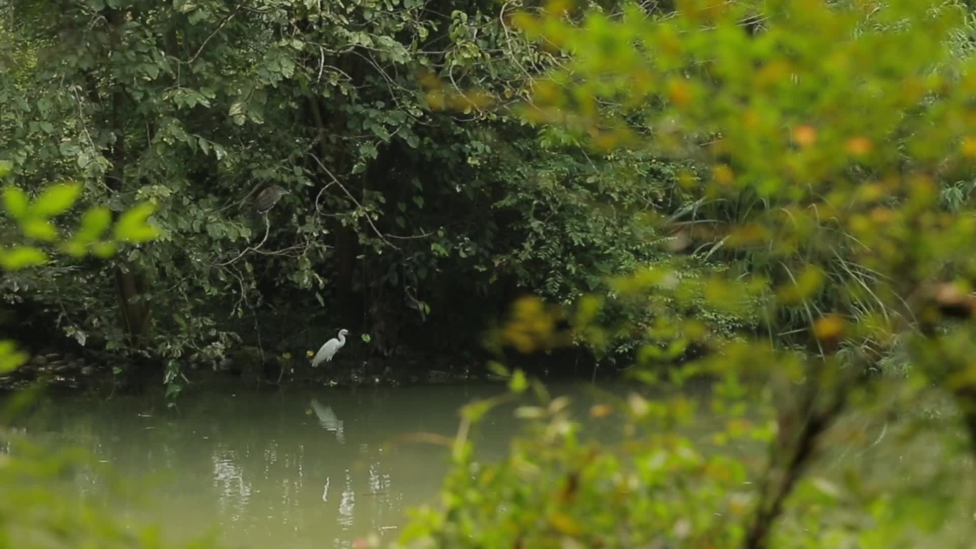 C成都湿地白鹤高清实拍视频视频的预览图