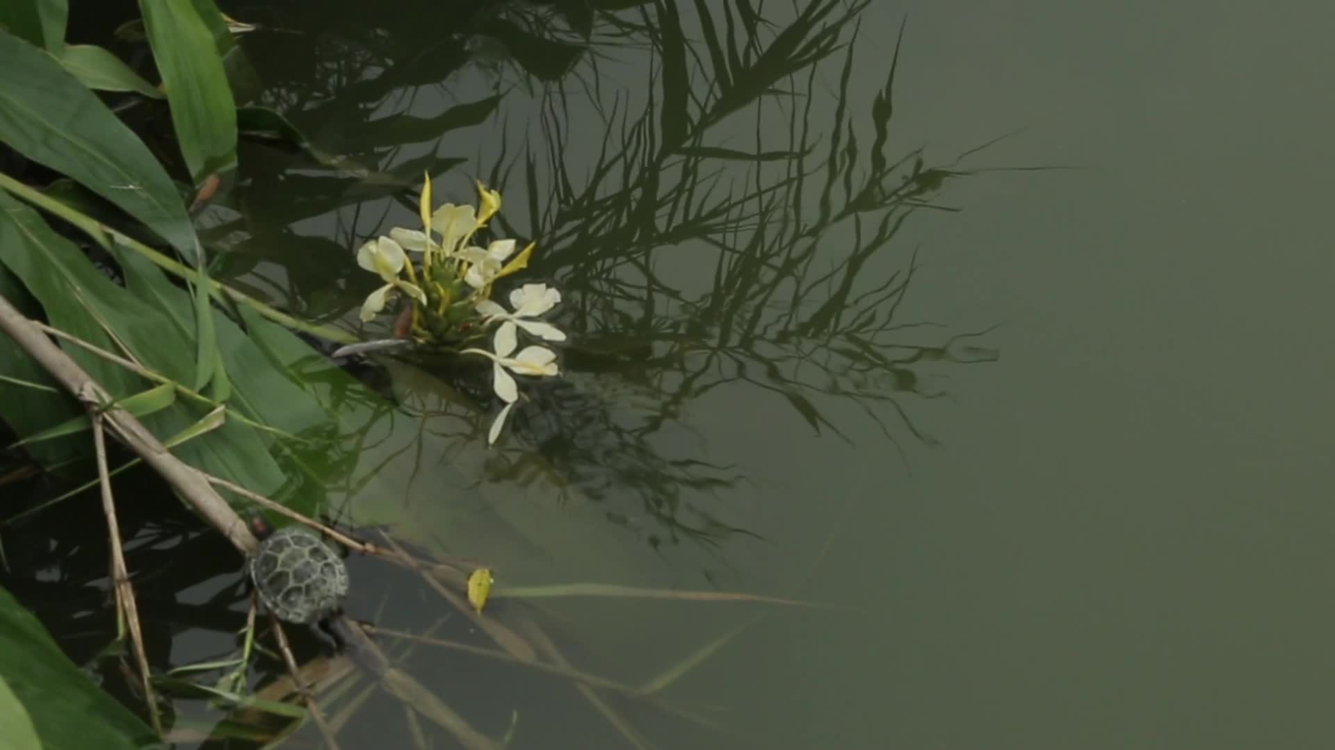 C成都湿地乌龟高清实拍视频视频的预览图