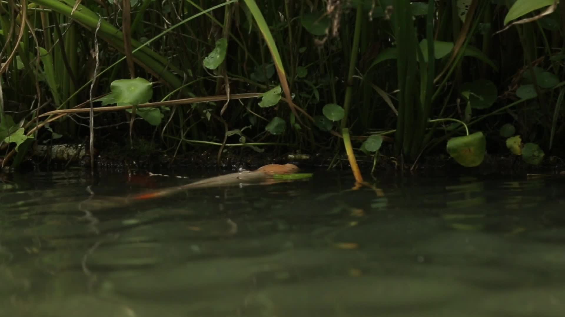 C成都湿地池塘鲤鱼高清实拍视频视频的预览图