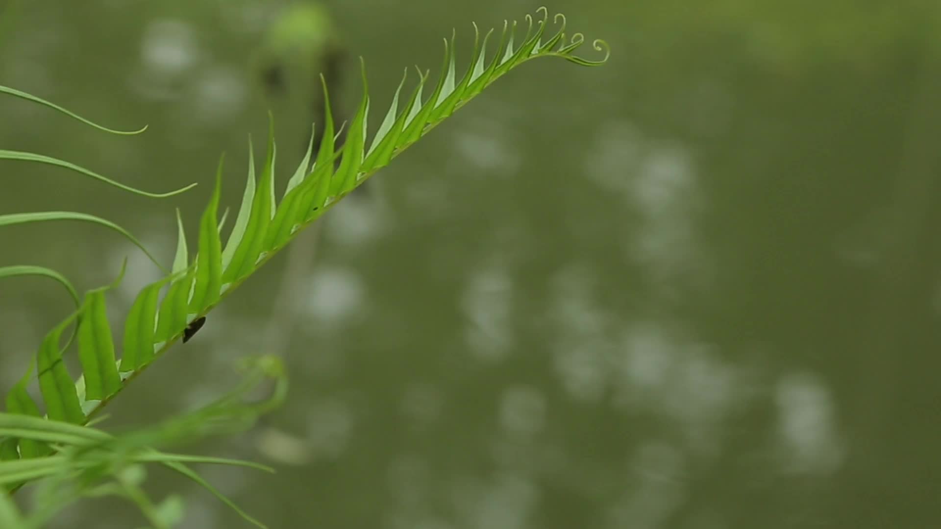 C成都湿地池塘高清实拍视频视频的预览图