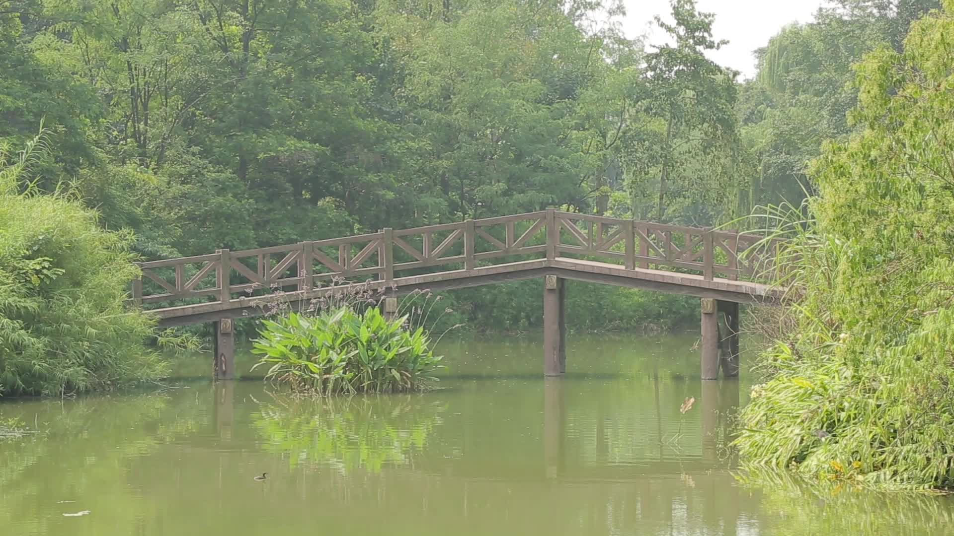 C成都湿地高清实拍视频的预览图