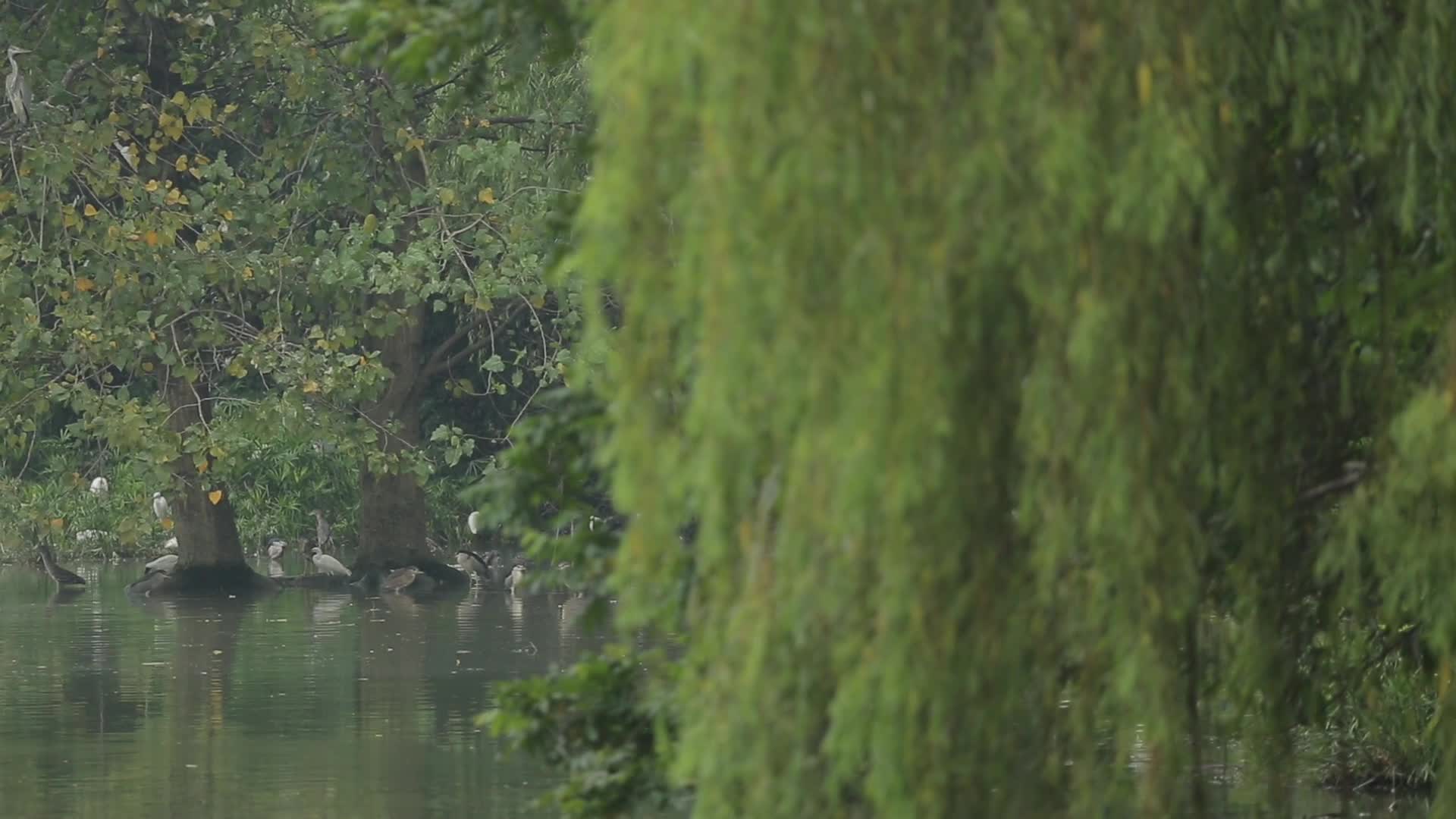 C成都湿地白鹭群高清实拍视频视频的预览图