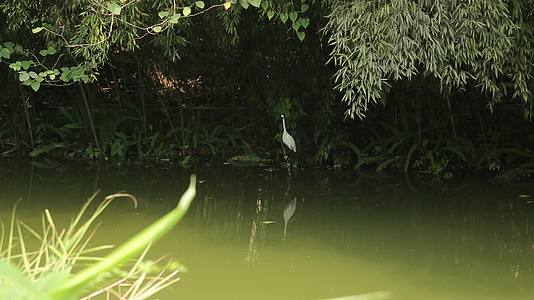 C成都湿地白鹤高清视频视频的预览图