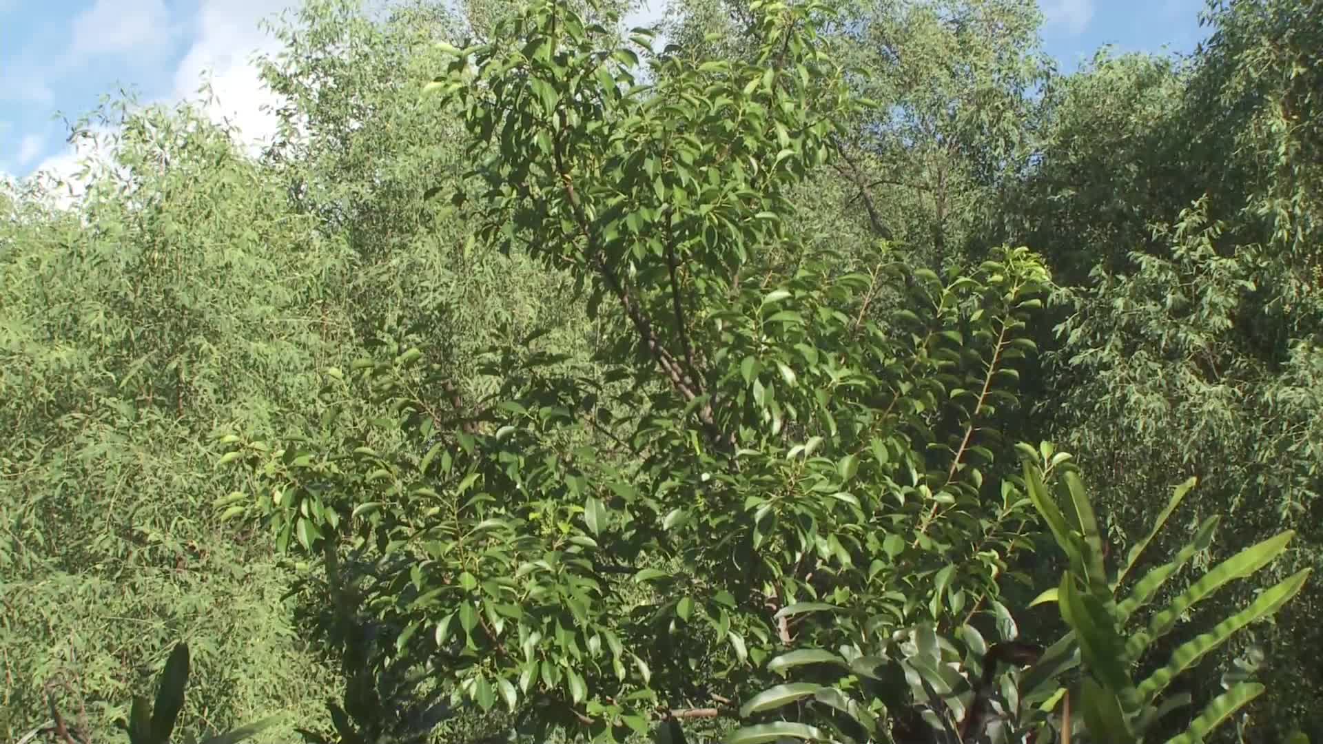 J广东珠海淇澳红树林湿地生态园海莲实拍视频视频的预览图